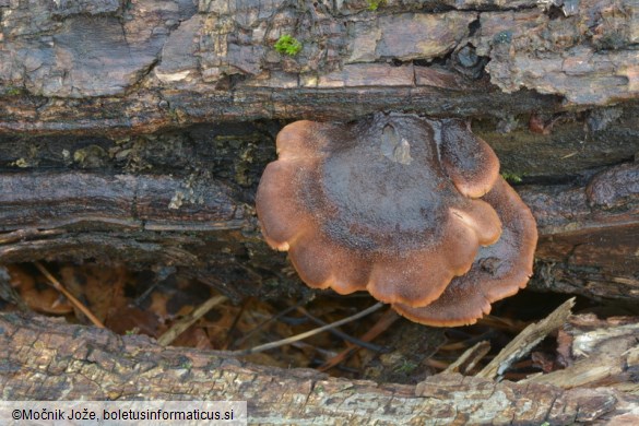 Lentinellus ursinus