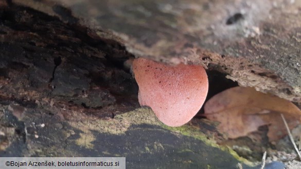 Fistulina hepatica