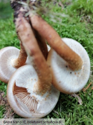 Kuehneromyces mutabilis