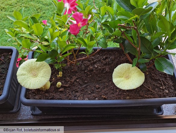Leucocoprinus birnbaumii