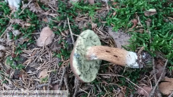 Boletus badius