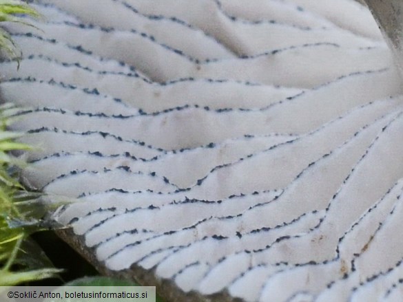 Entoloma querquedula