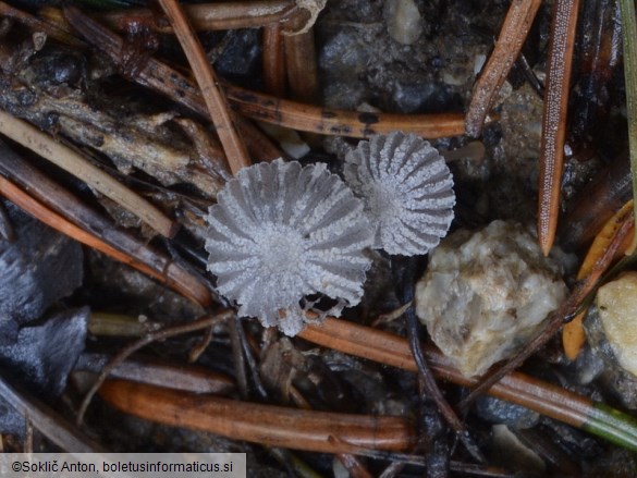 Narcissea cardiaspora