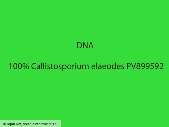 Callistosporium elaeodes