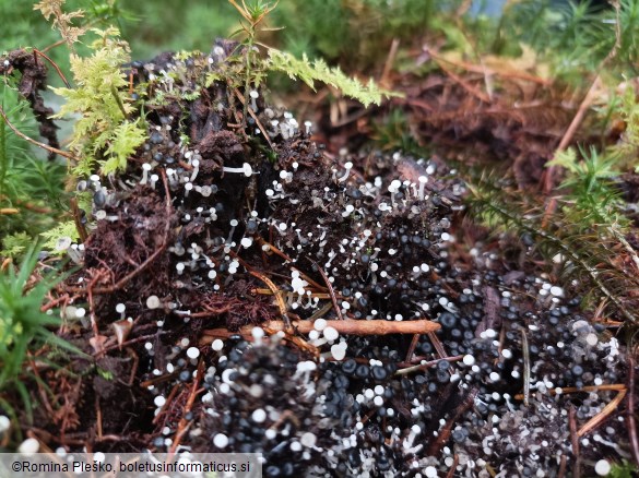 Cudoniella acicularis