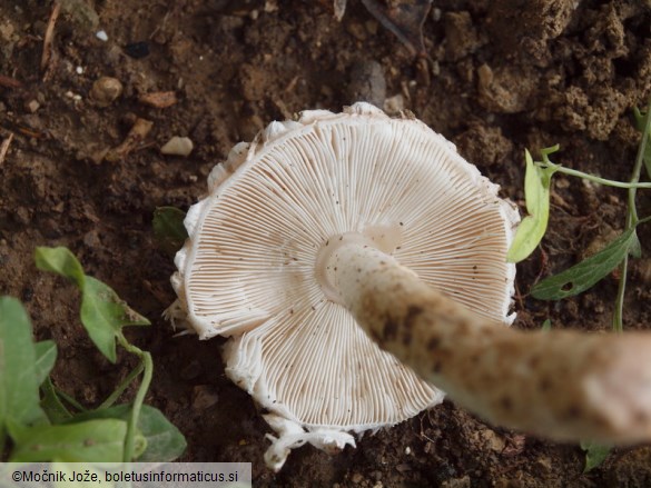 Leucoagaricus barssii