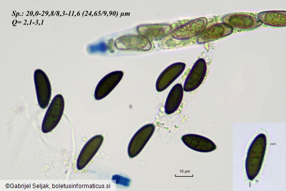 Rosellinia corticium