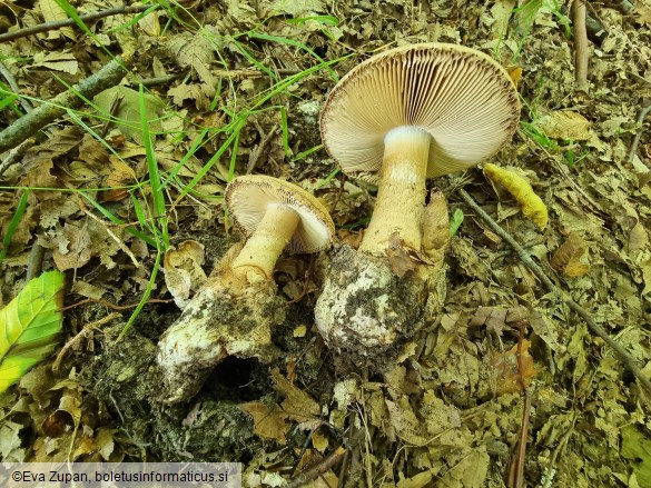 Amanita lepiotoides