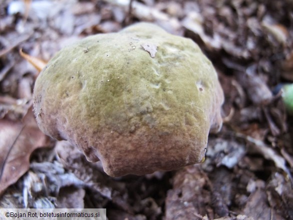 Suillellus mendax
