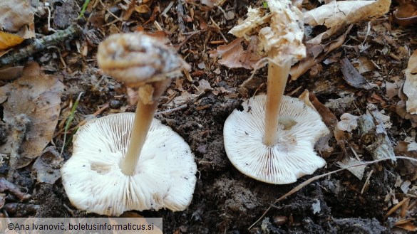 Rhodocollybia butyracea