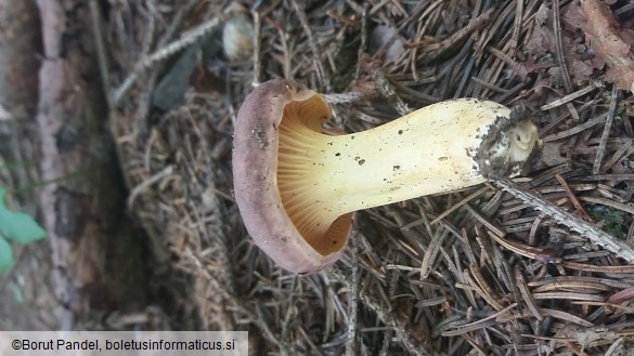 Cantharellus amethysteus