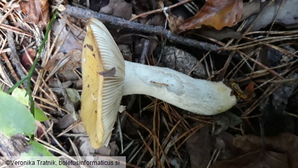 Russula ochroleuca