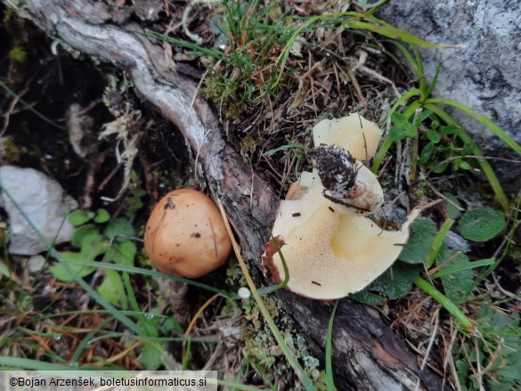 Suillus granulatus