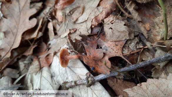 Tubaria furfuracea