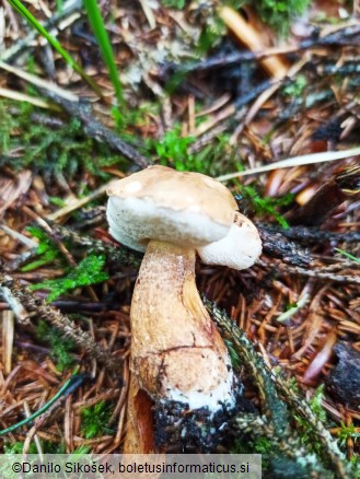 Tylopilus felleus