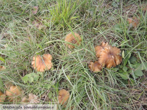 Hygrocybe spadicea