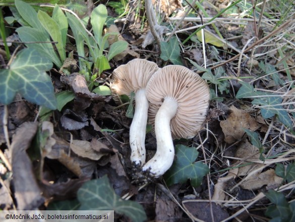 Entoloma saundersii