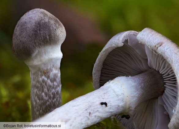 Tricholoma cingulatum