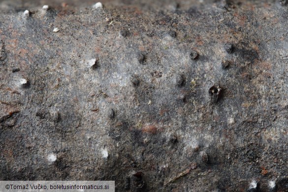 Massaria conspurcata