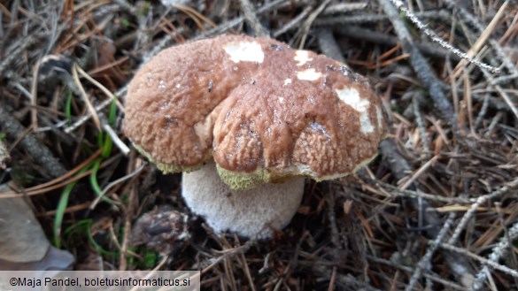 Boletus edulis