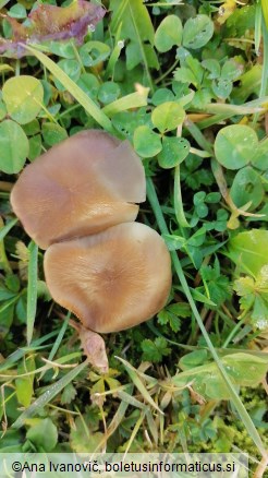 Lyophyllum loricatum