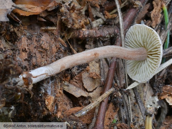 Inocybe petiginosa