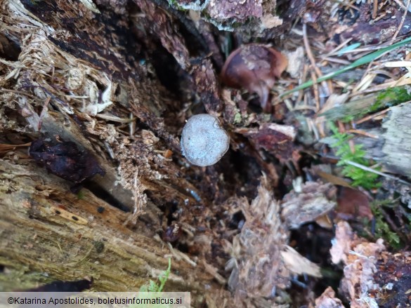 Rhizocybe pruinosa