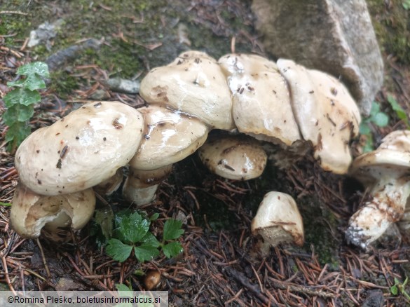 Suillus viscidus