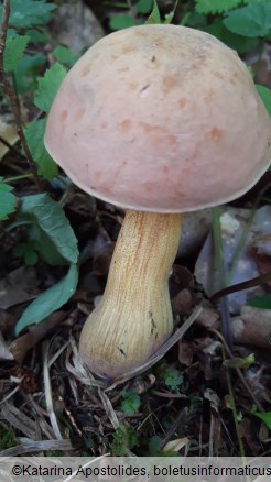 Suillellus luridus