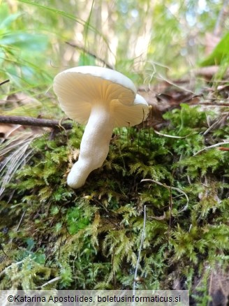 Hygrophorus cossus