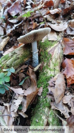 Stropharia caerulea