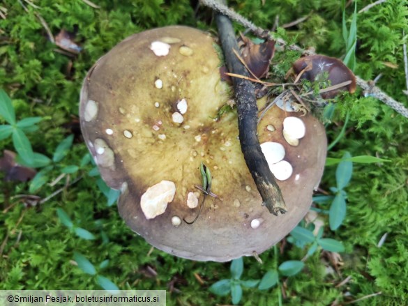 Russula olivacea