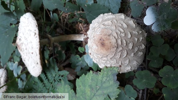 Chlorophyllum olivieri