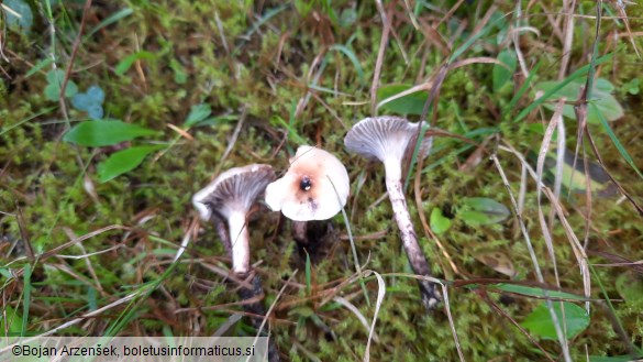 Gomphidius maculatus