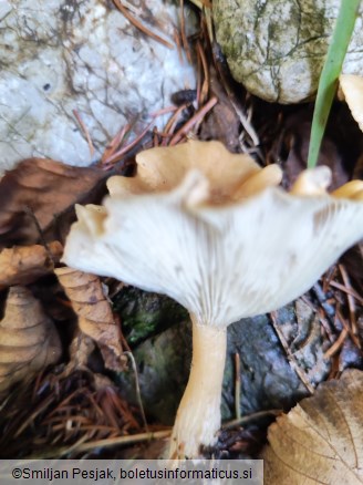 Clitocybe costata