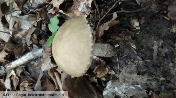 Leccinum carpini