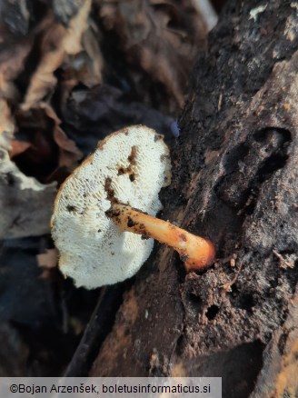 Polyporus brumalis