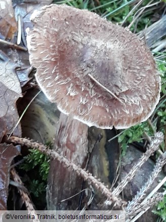 Cortinarius flexipes