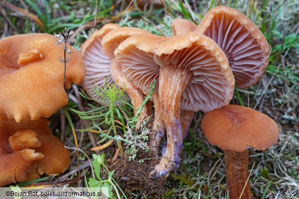 Laccaria bicolor