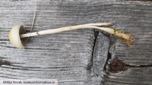 Protostropharia semiglobata