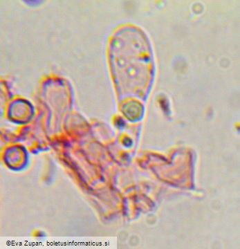 Byssocorticium efibulatum