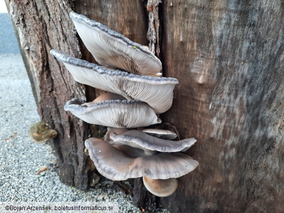 Pleurotus ostreatus