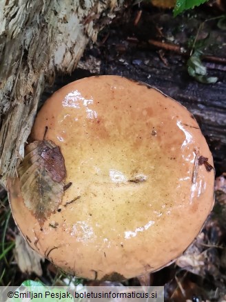 Boletus luridus