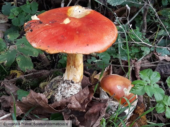 Amanita caesarea