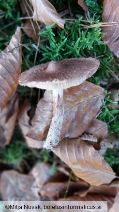 Inocybe lanuginosa