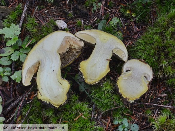 Cortinarius atrovirens