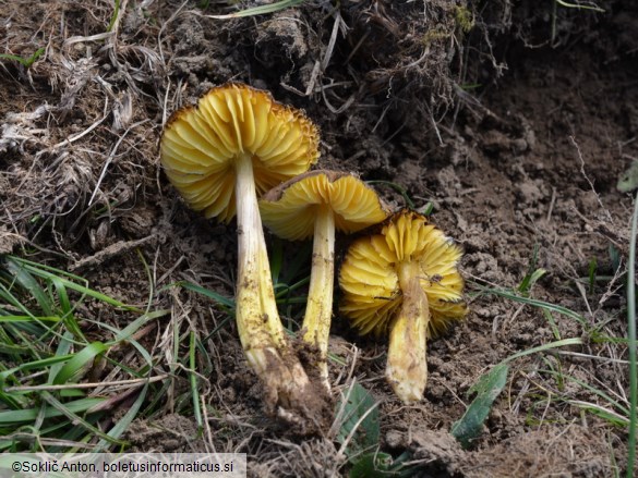 Hygrocybe spadicea