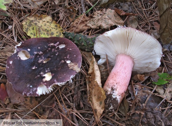 Russula torulosa