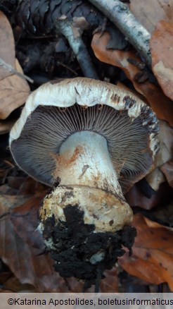 Cortinarius glaucopus