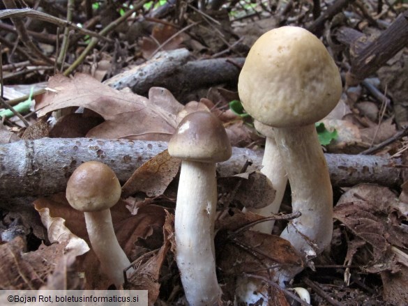 Agrocybe praecox